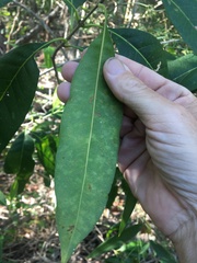 Chionanthus ramiflorus