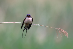 Hirundo rustica