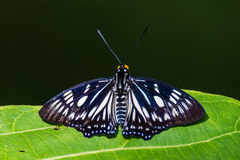 Euripus nyctelius