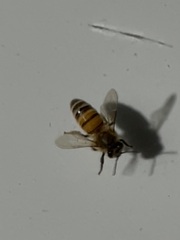 Apis mellifera