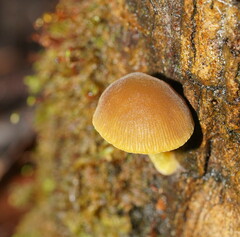 Pluteus hubregtseorum