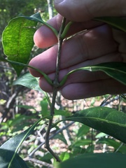 Chionanthus ramiflorus