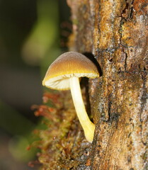 Pluteus hubregtseorum