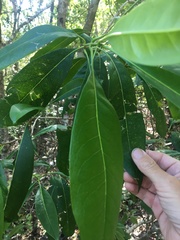 Chionanthus ramiflorus