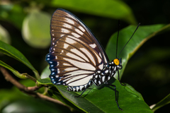 Euripus nyctelius