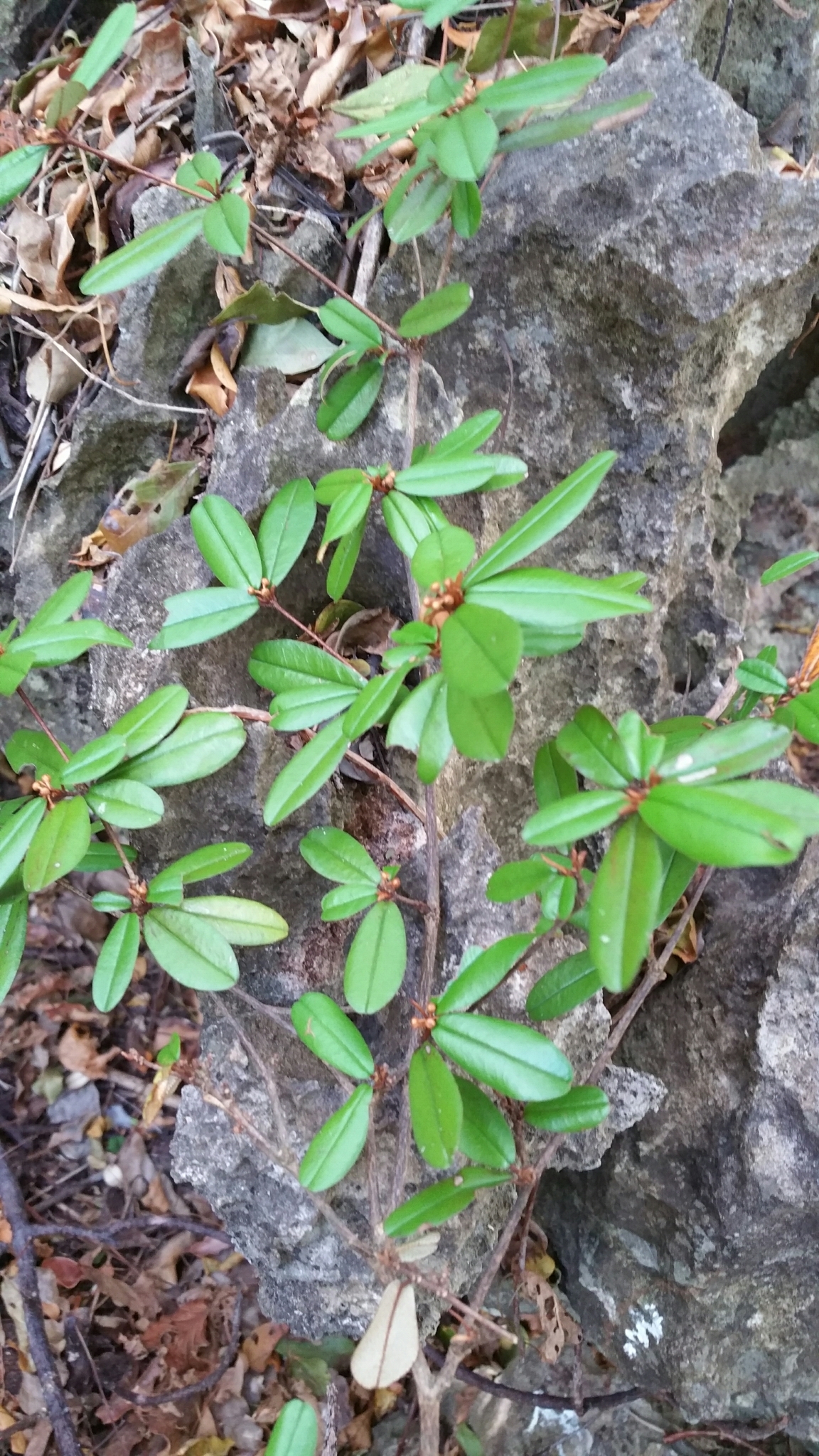 Croton jennyanus