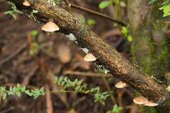 Lentinellus castoreus