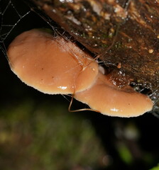 Lentinellus castoreus