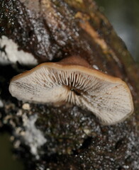 Lentinellus castoreus