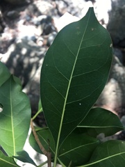 Chionanthus ramiflorus