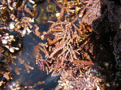 Calliarthron tuberculosum