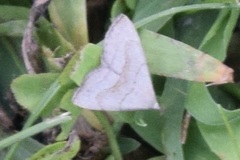 Macrochilo litophora