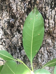 Chionanthus ramiflorus