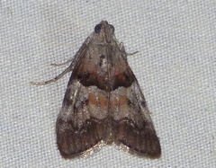 Pococera robustella