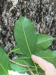 Chionanthus ramiflorus