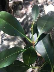 Chionanthus ramiflorus