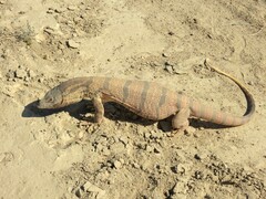 Varanus griseus caspius