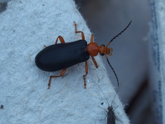 Neopyrochroa