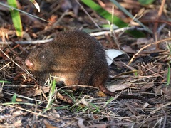 Antechinus mimetes