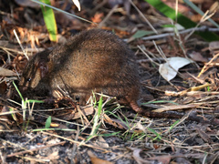 Antechinus mimetes