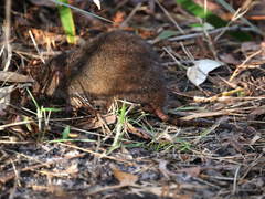 Antechinus mimetes
