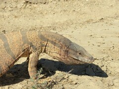 Varanus griseus caspius