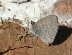 Pseudonacaduba sichela sichela