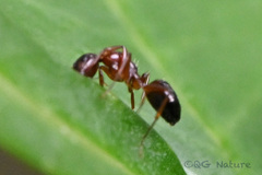 Camponotus vitiosus