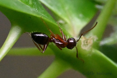 Camponotus vitiosus
