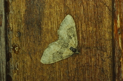 Xanthorhoe labradorensis