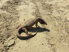 Varanus griseus caspius