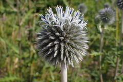 Echinops sphaerocephalus