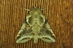 Habrosyne scripta