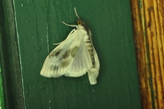 Cliniodes ostreonalis