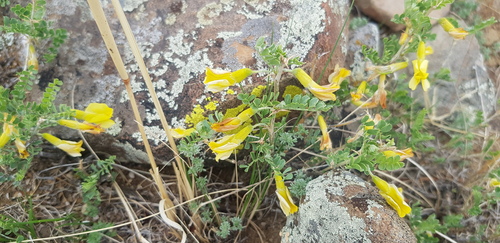 Caragana microphylla, photograph 6