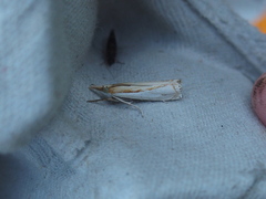 Crambus agitatellus