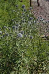 Echinops sphaerocephalus
