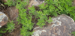 Artemisia santolinifolia