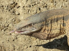 Varanus griseus caspius