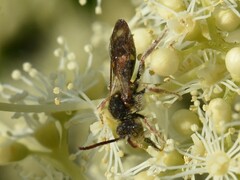Nomada marshamella