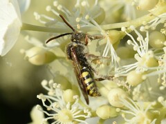 Nomada marshamella