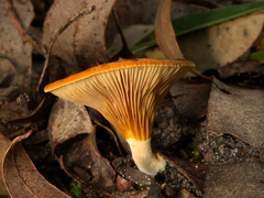 Austropaxillus muelleri