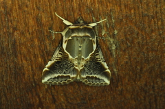 Habrosyne scripta