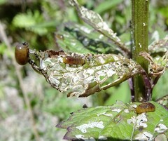 Cionus scrophulariae
