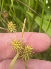 Carex flava