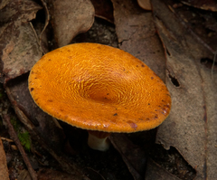 Austropaxillus muelleri