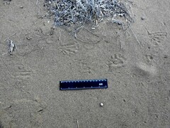 Varanus griseus caspius