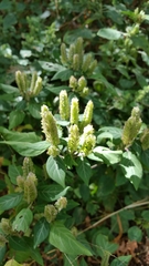 Hypoestes