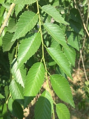 Ulmus