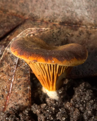 Austropaxillus muelleri